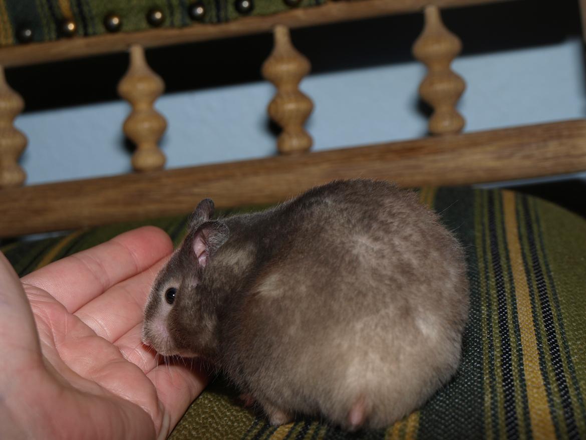 Hamster Hamsterhusets Obsidian *RIP* billede 31