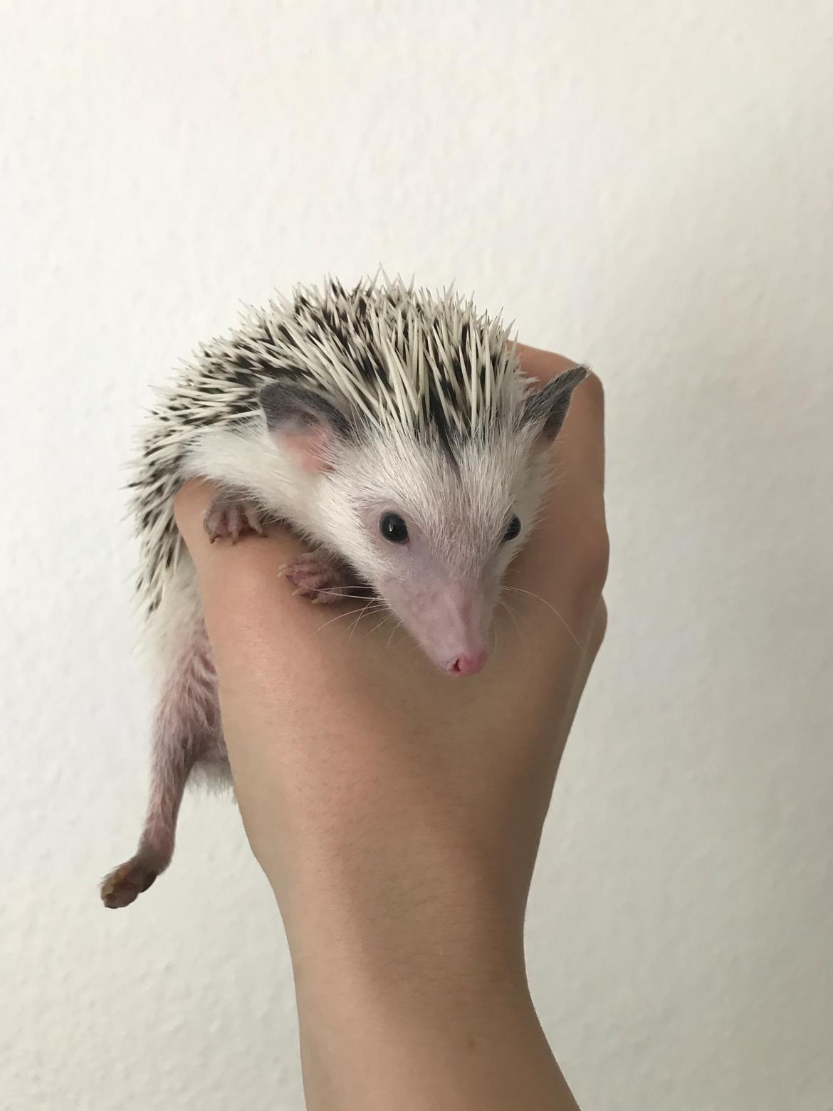 Pindsvin Willow billede 7