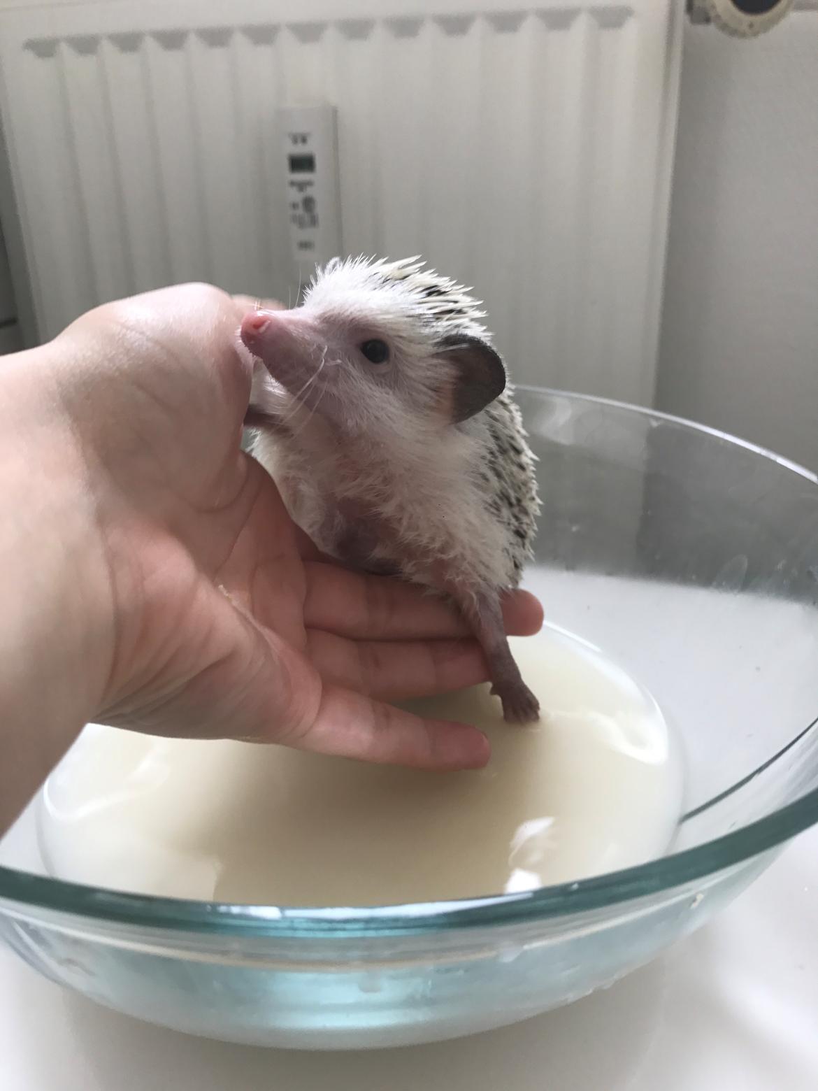 Pindsvin Willow billede 6