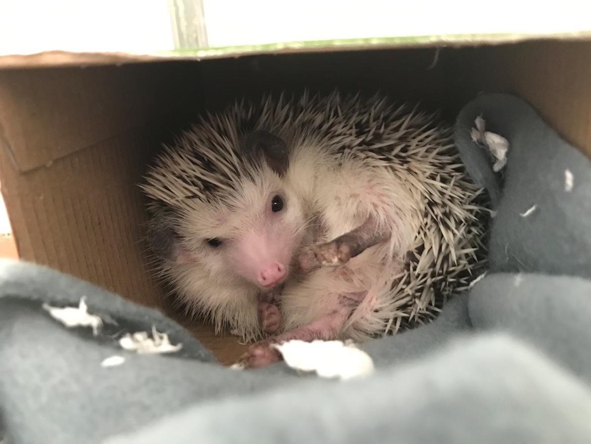 Pindsvin Willow billede 2