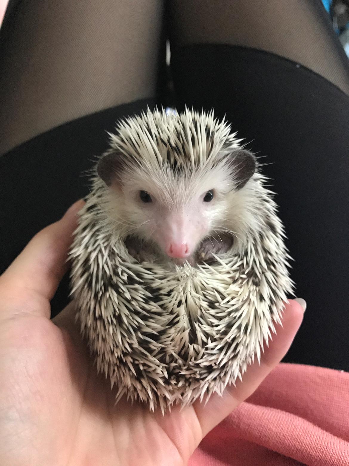 Pindsvin Willow billede 1