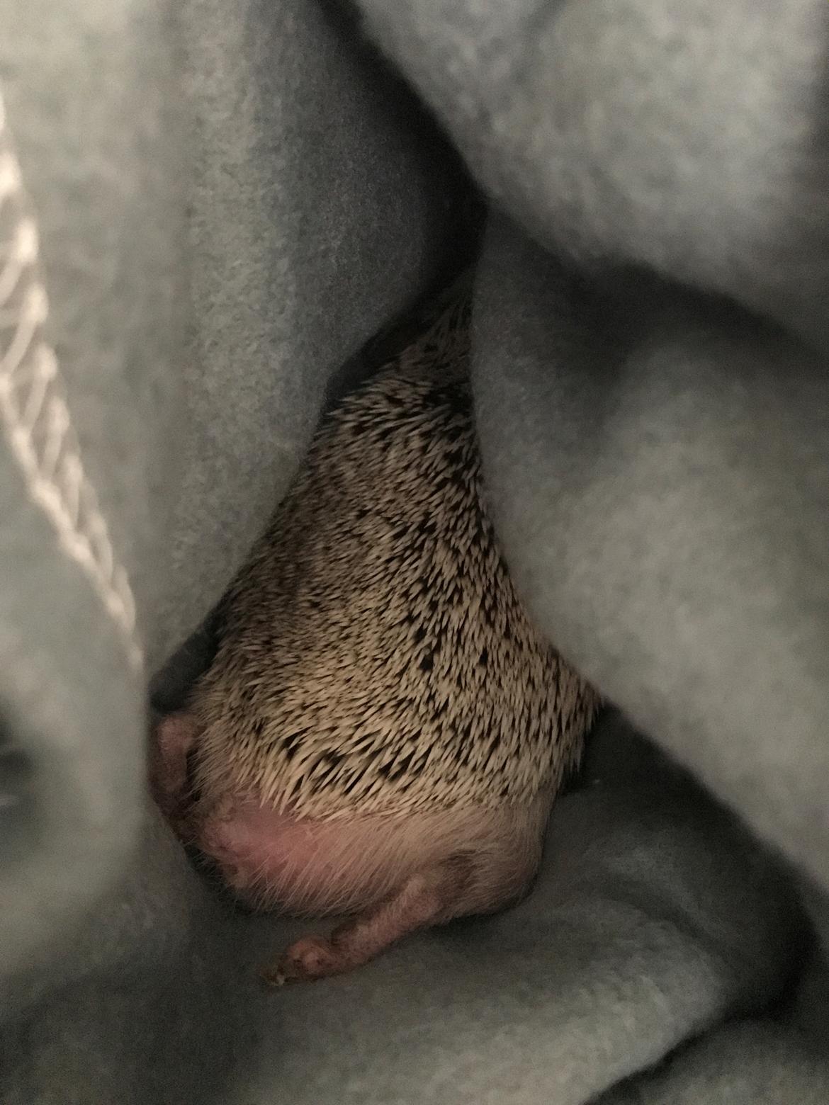 Pindsvin Willow billede 8