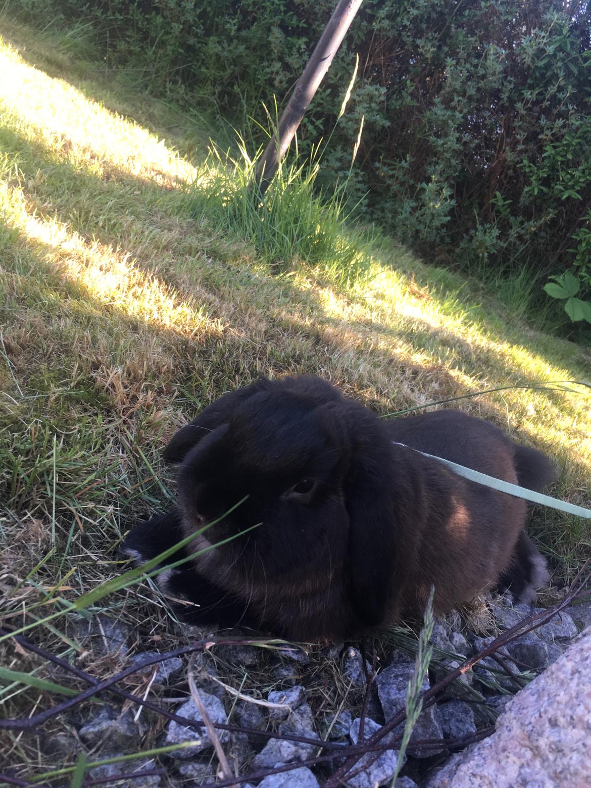 Kanin Mocca Trofast billede 15