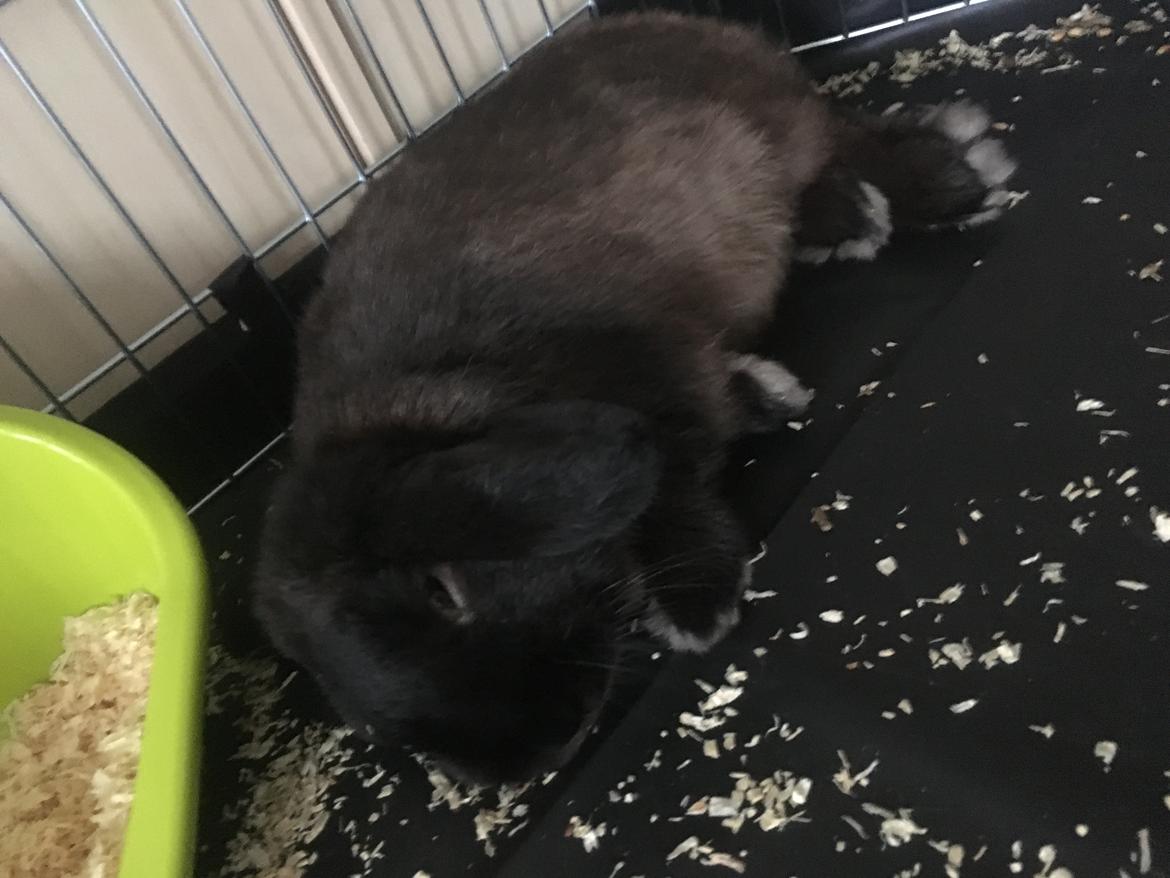 Kanin Mocca Trofast billede 11