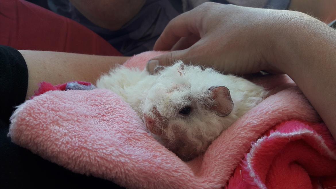 Marsvin Zniffie  - 17/6-2017 billede 23