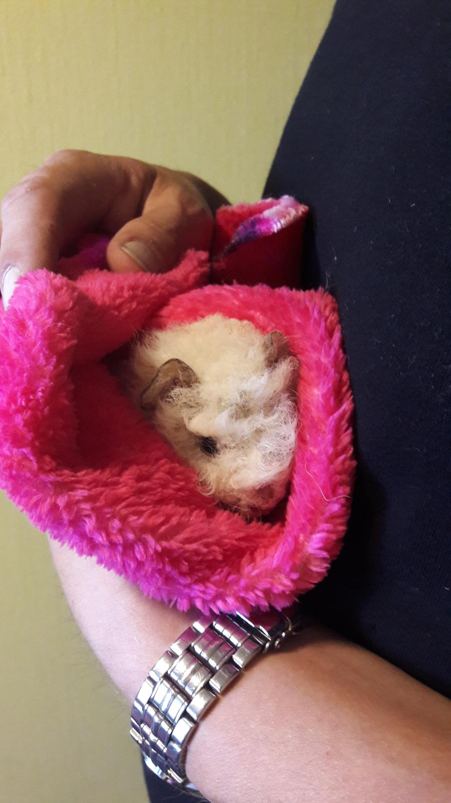 Marsvin Zniffie  - 17/6-2017 162g Første gang oppe hos far billede 22