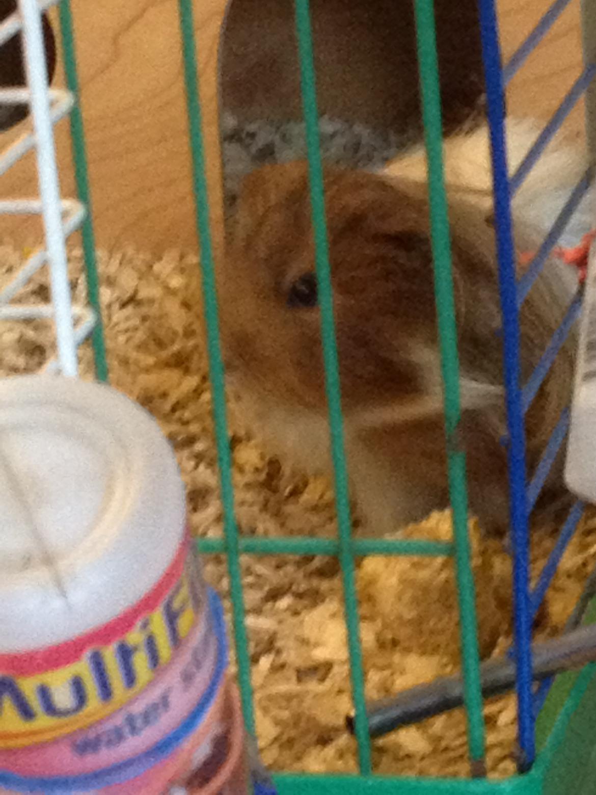 Marsvin Mille - 7 år billede 1