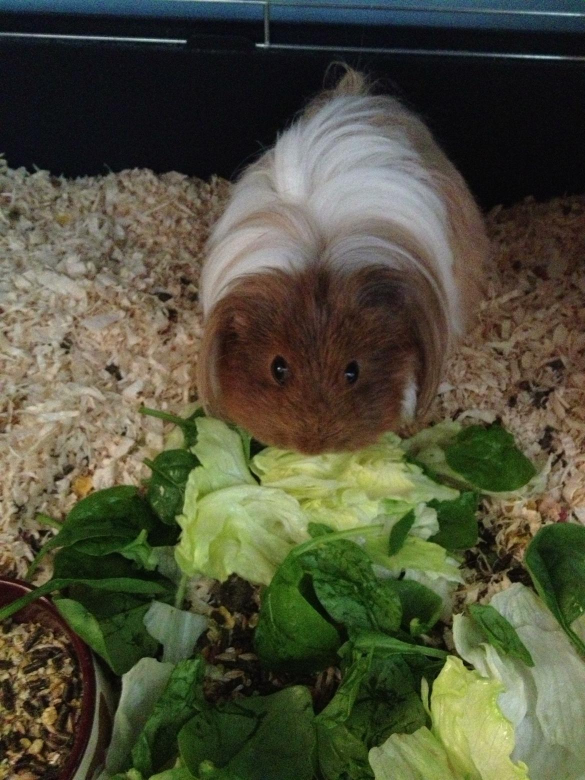 Marsvin Mille - 9 år billede 2