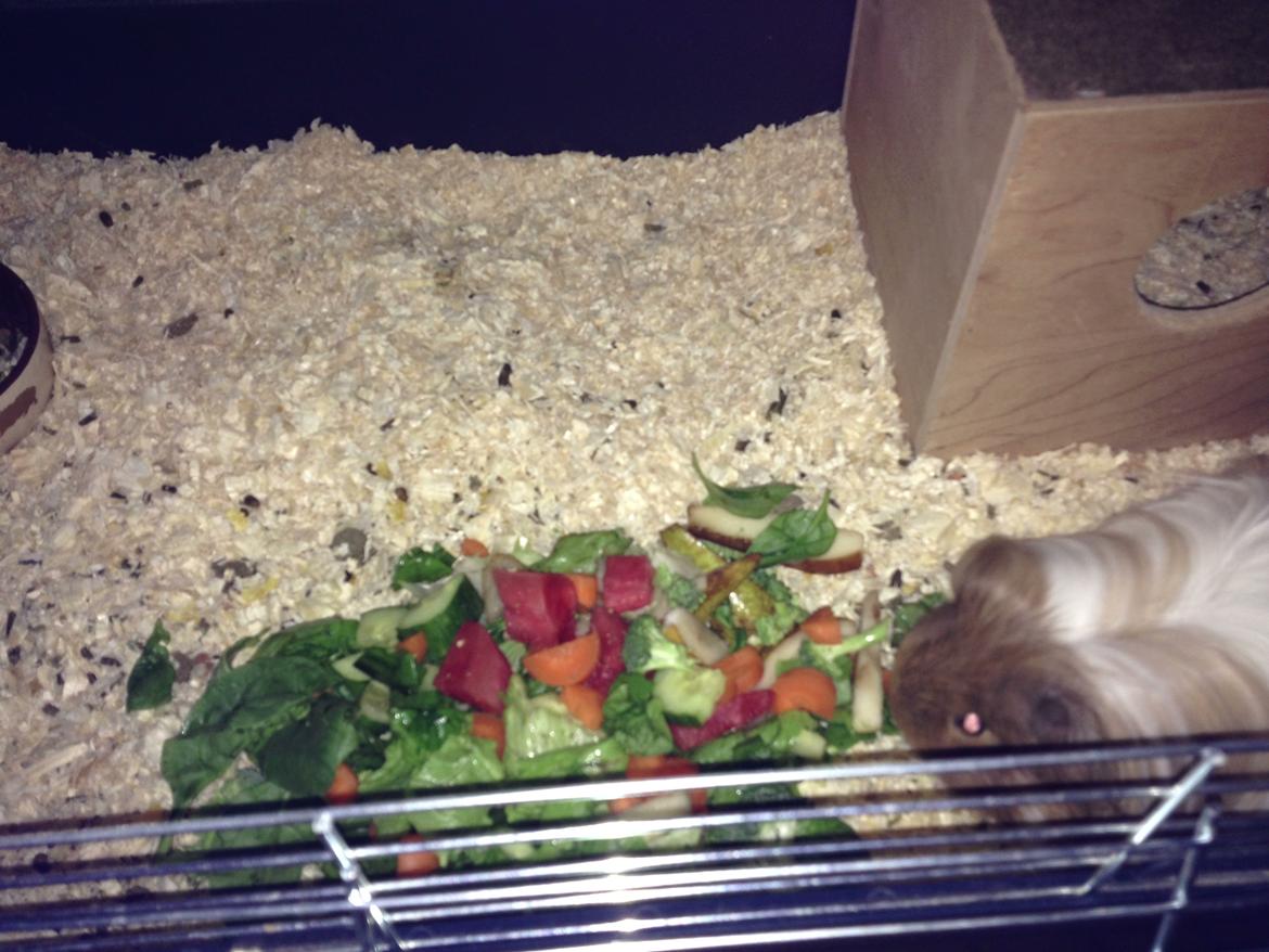 Marsvin Mille - 8 år billede 3