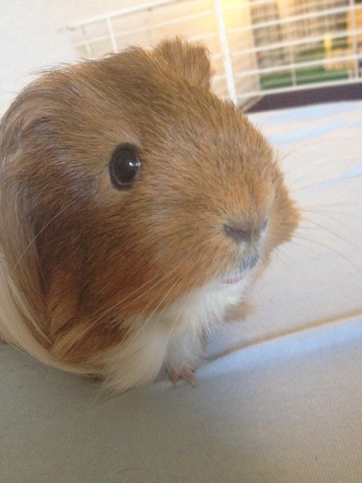 Marsvin Mille - 8 år billede 4