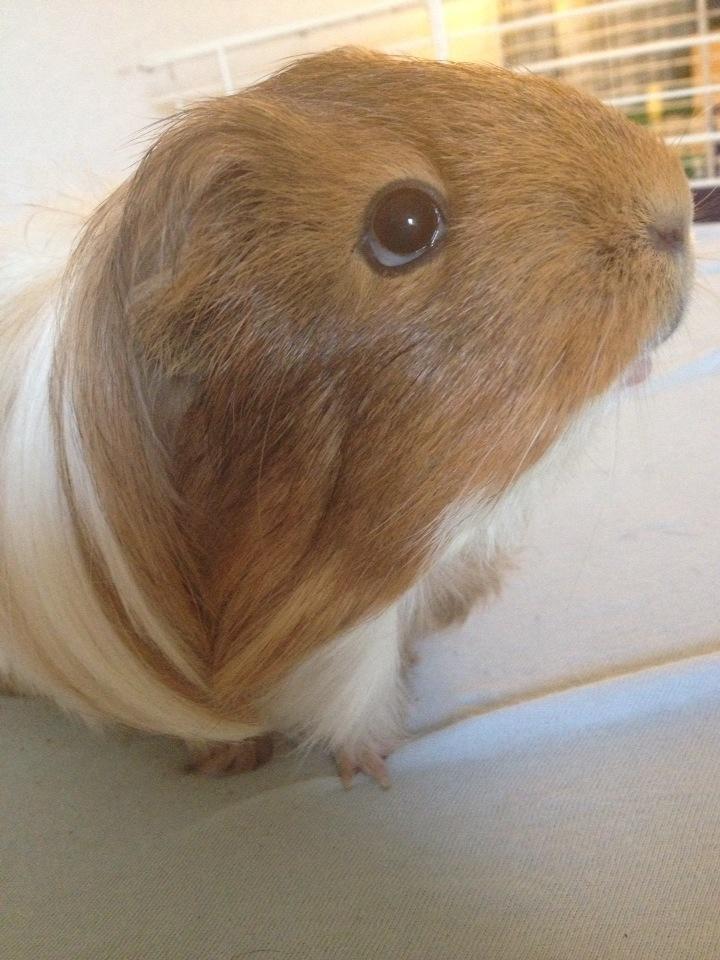 Marsvin Mille - 8 år og det kan man ikke engang se på hende  billede 5