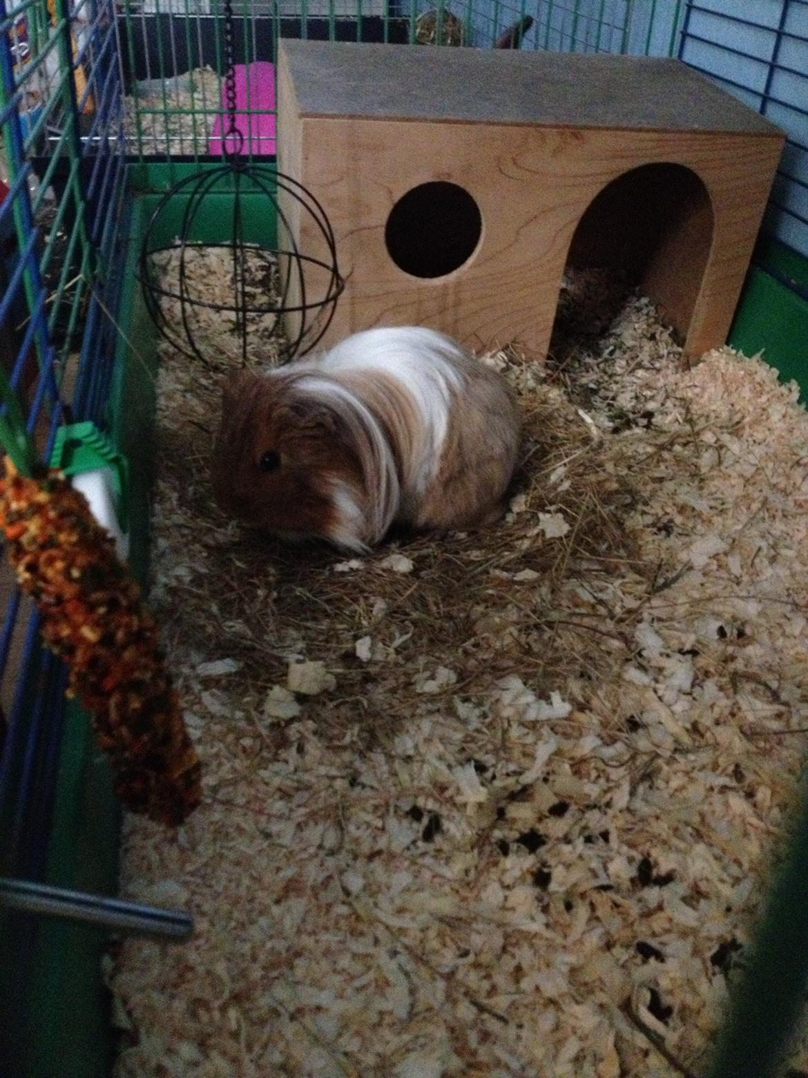 Marsvin Mille billede 6