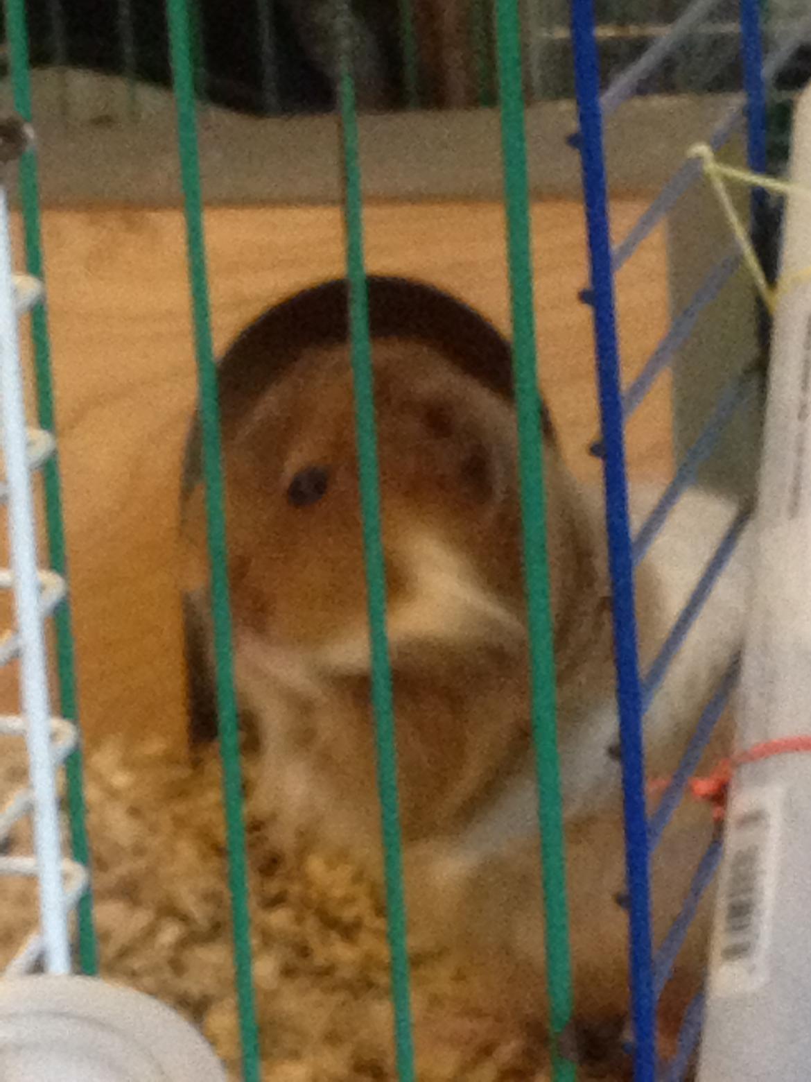 Marsvin Mille - 8 år billede 7