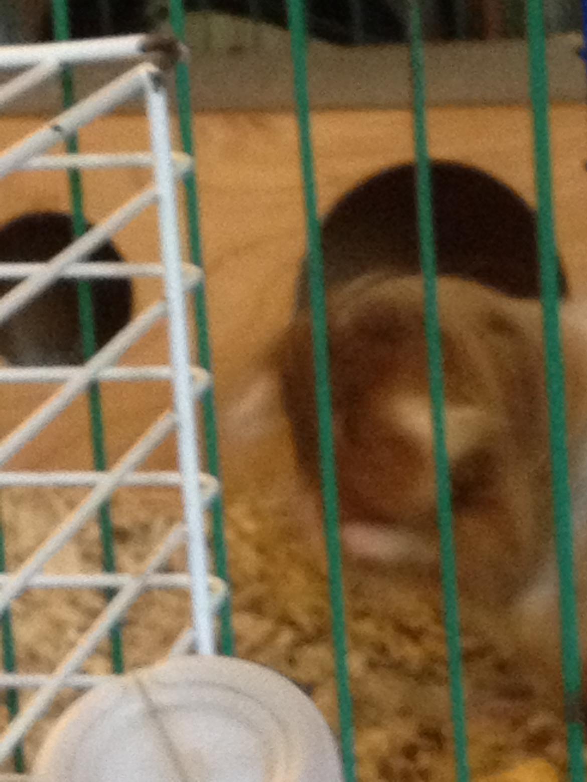 Marsvin Mille billede 8