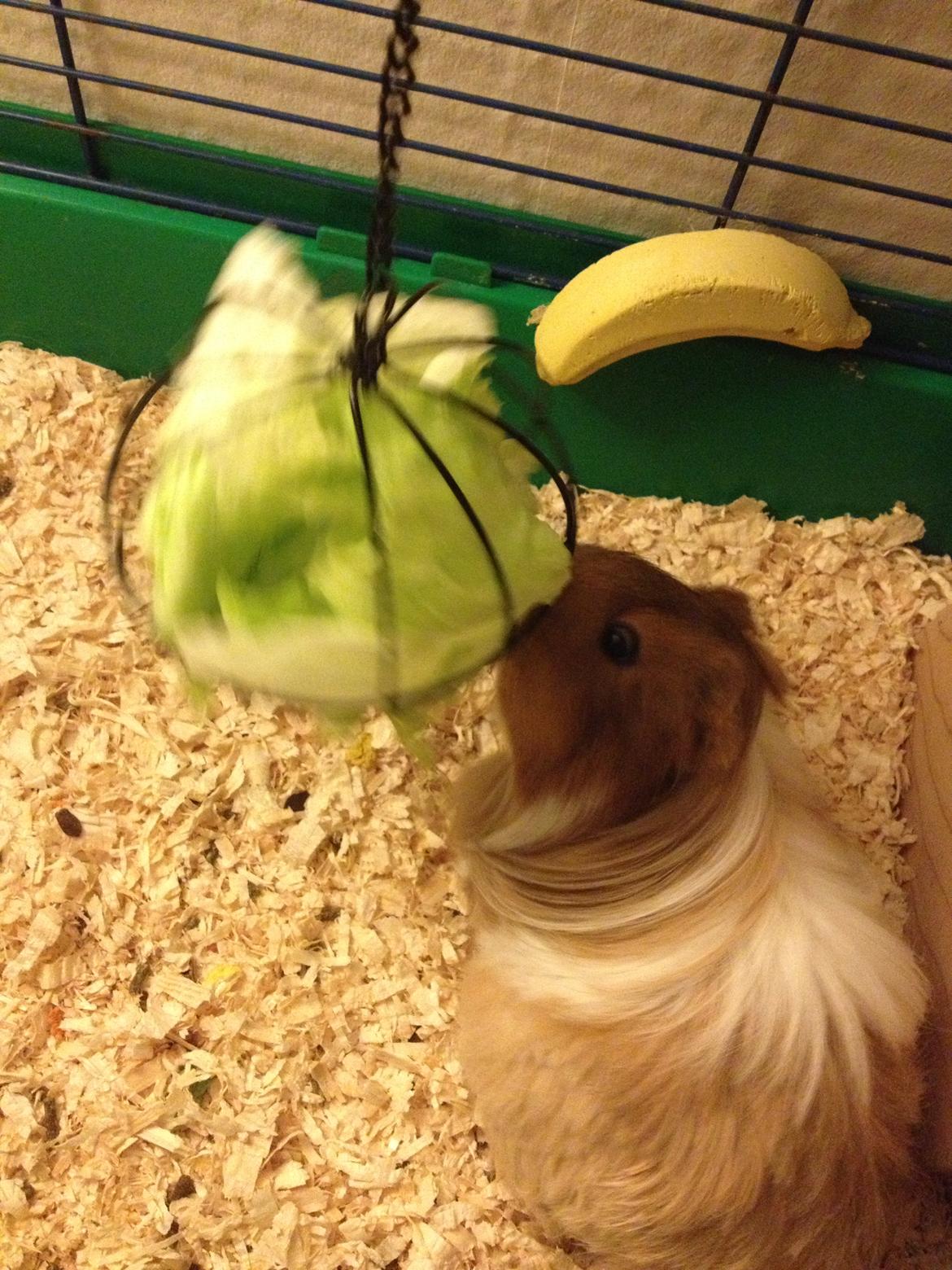 Marsvin Mille billede 9