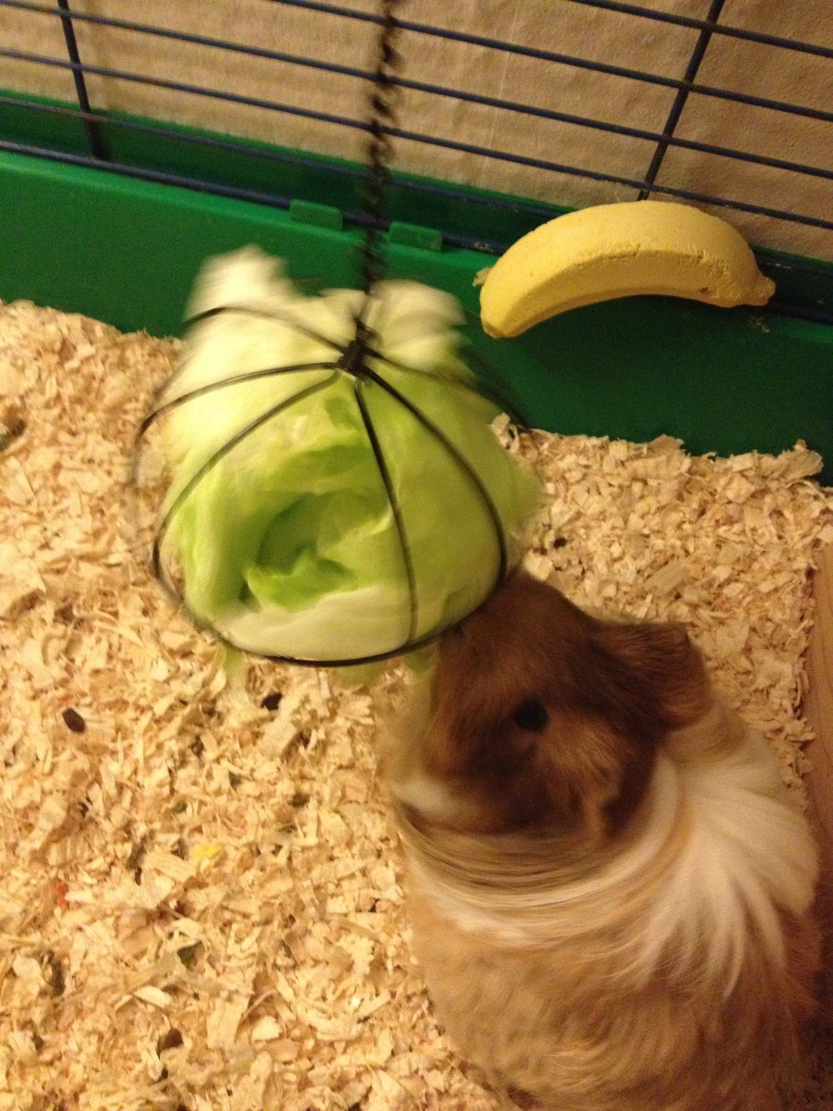 Marsvin Mille billede 10