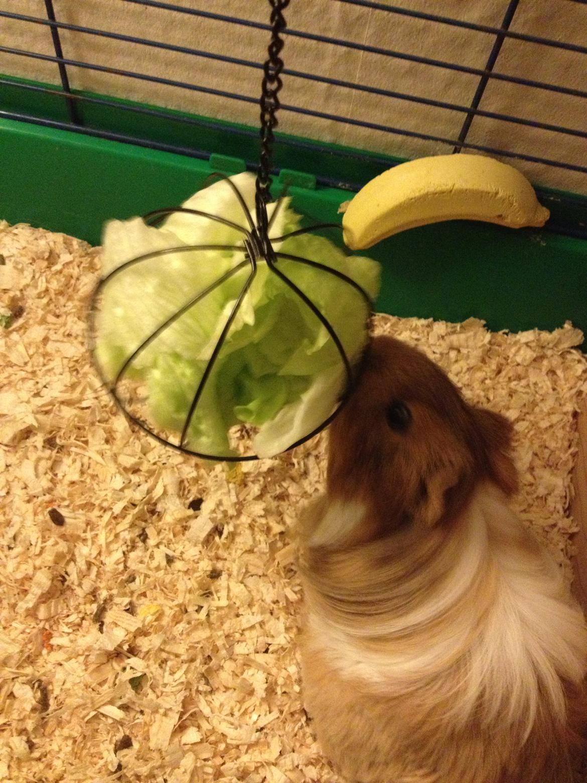 Marsvin Mille billede 11