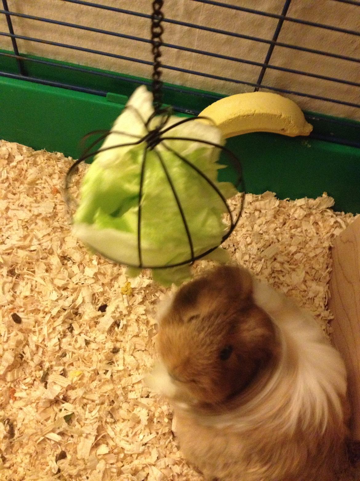 Marsvin Mille - 7 år billede 12