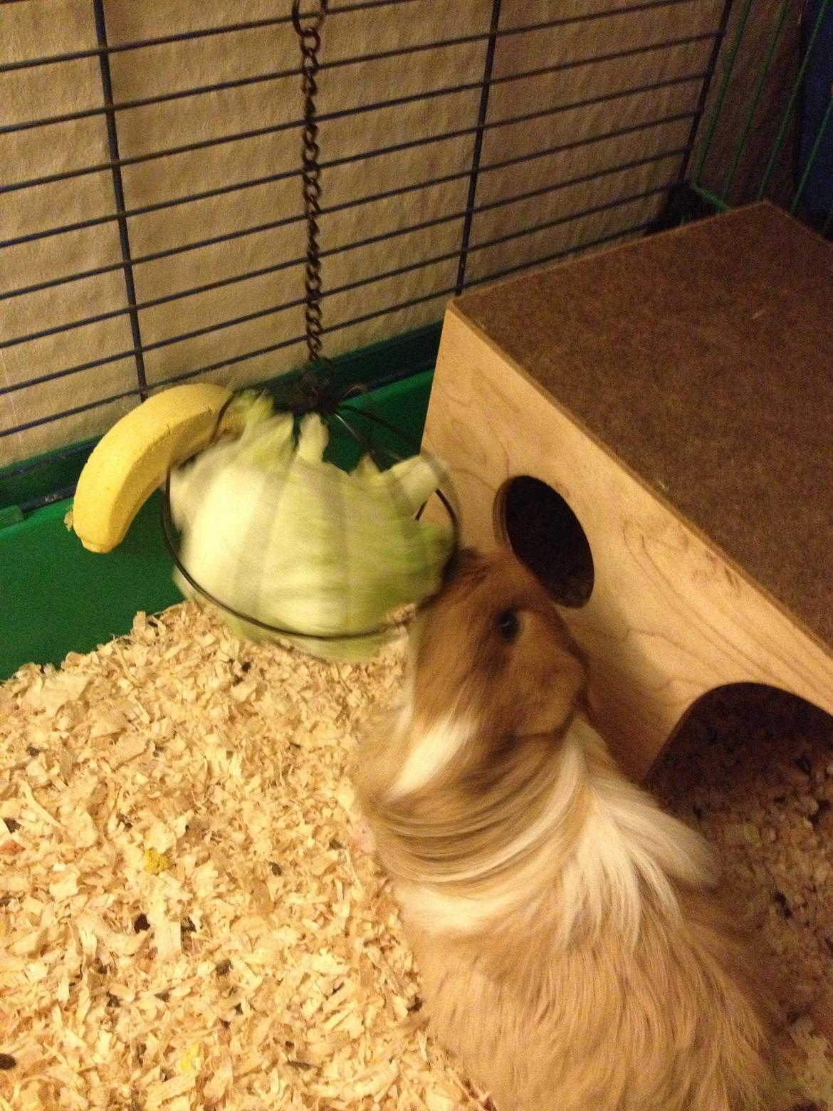 Marsvin Mille billede 13