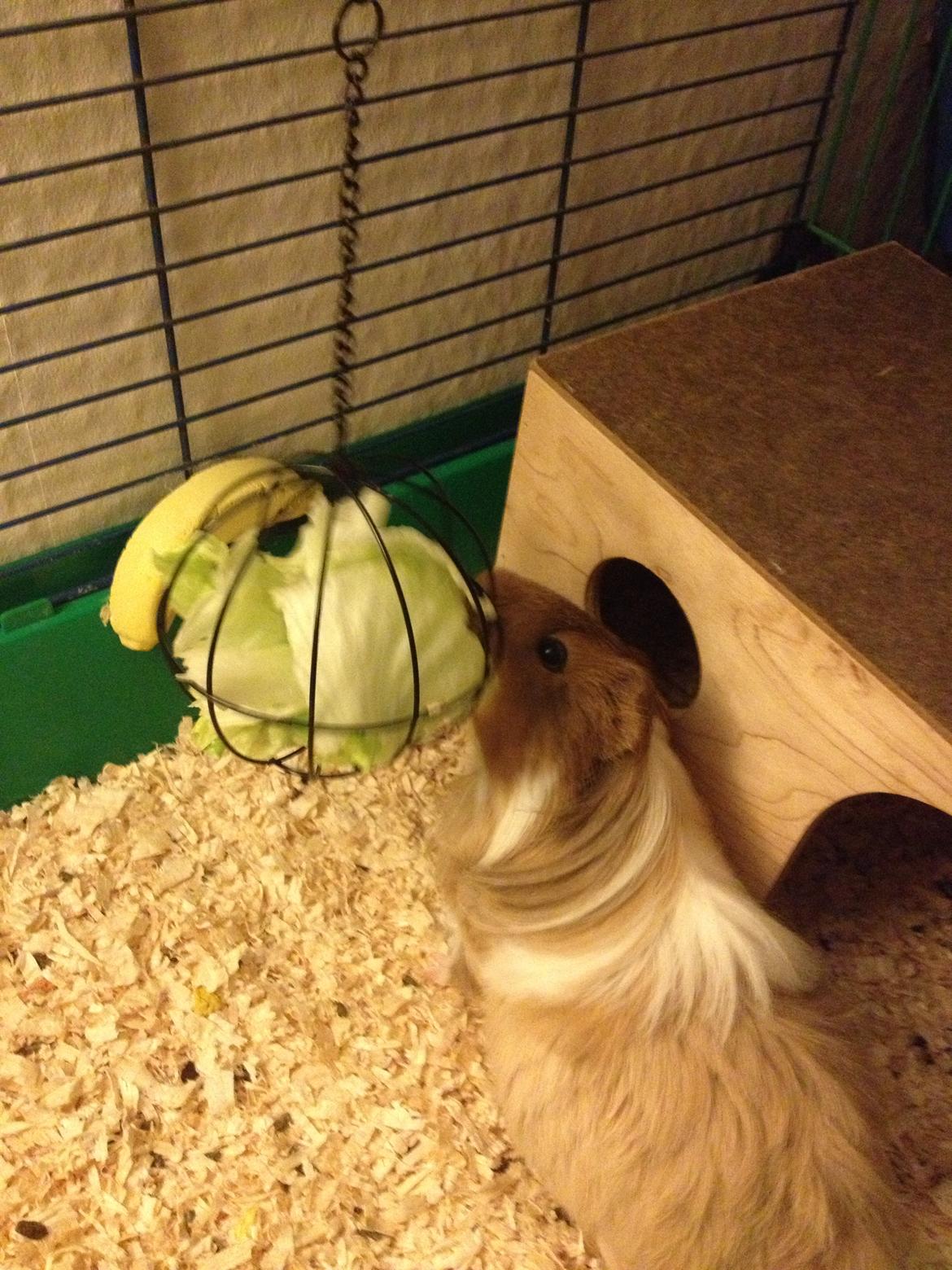 Marsvin Mille - 7 år billede 14