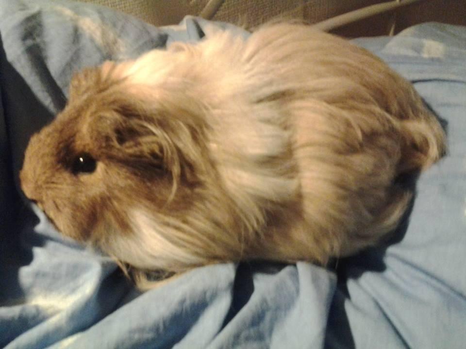 Marsvin Mille - 1 år billede 15