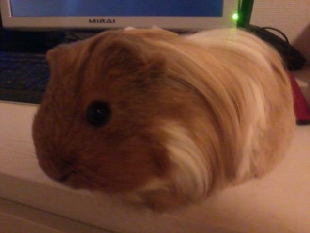 Marsvin Mille - 8 måneder billede 16