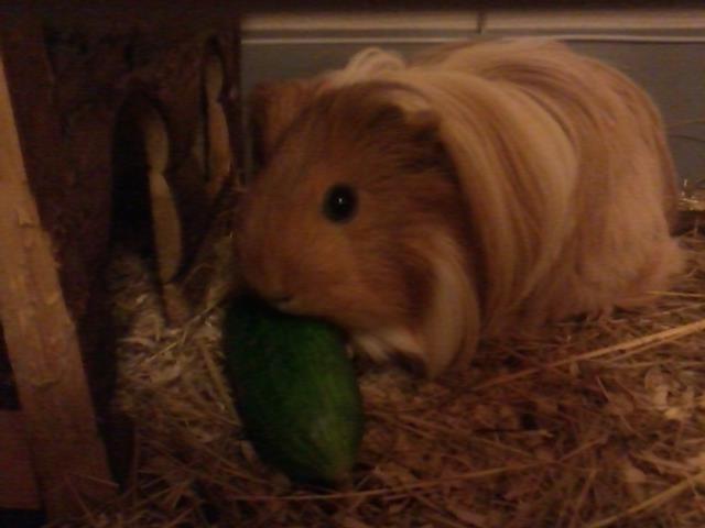 Marsvin Mille - 9 måneder billede 17