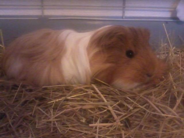 Marsvin Mille - 9 måneder billede 18