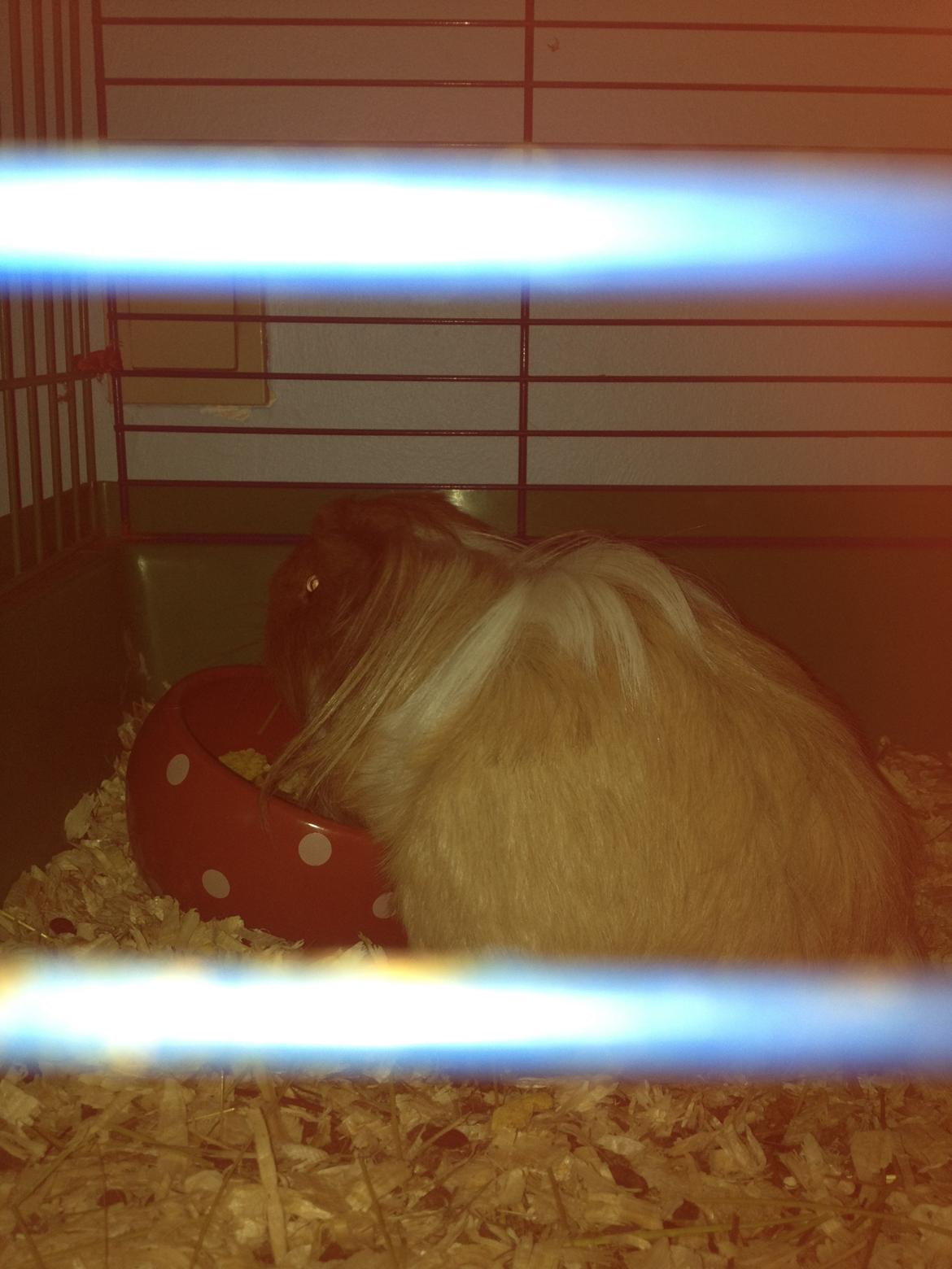 Marsvin Mille - 7 år billede 19