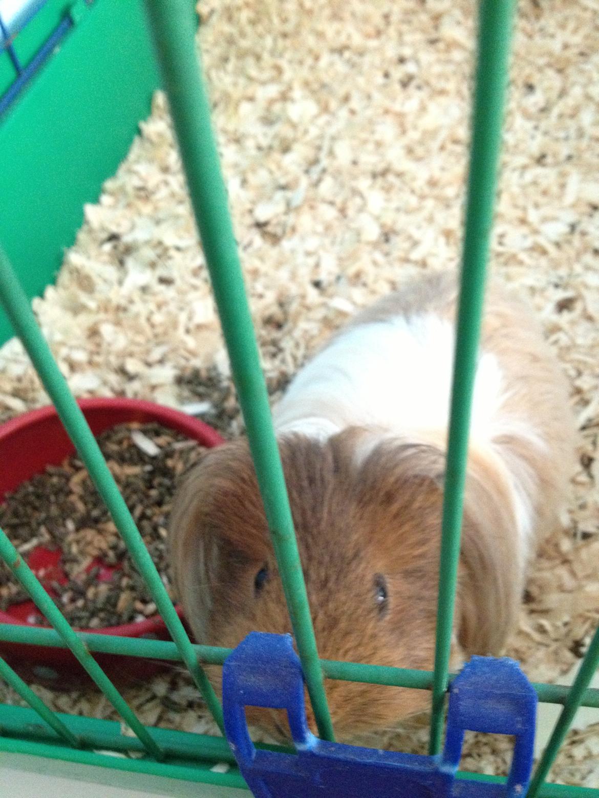 Marsvin Mille - 7 år billede 20