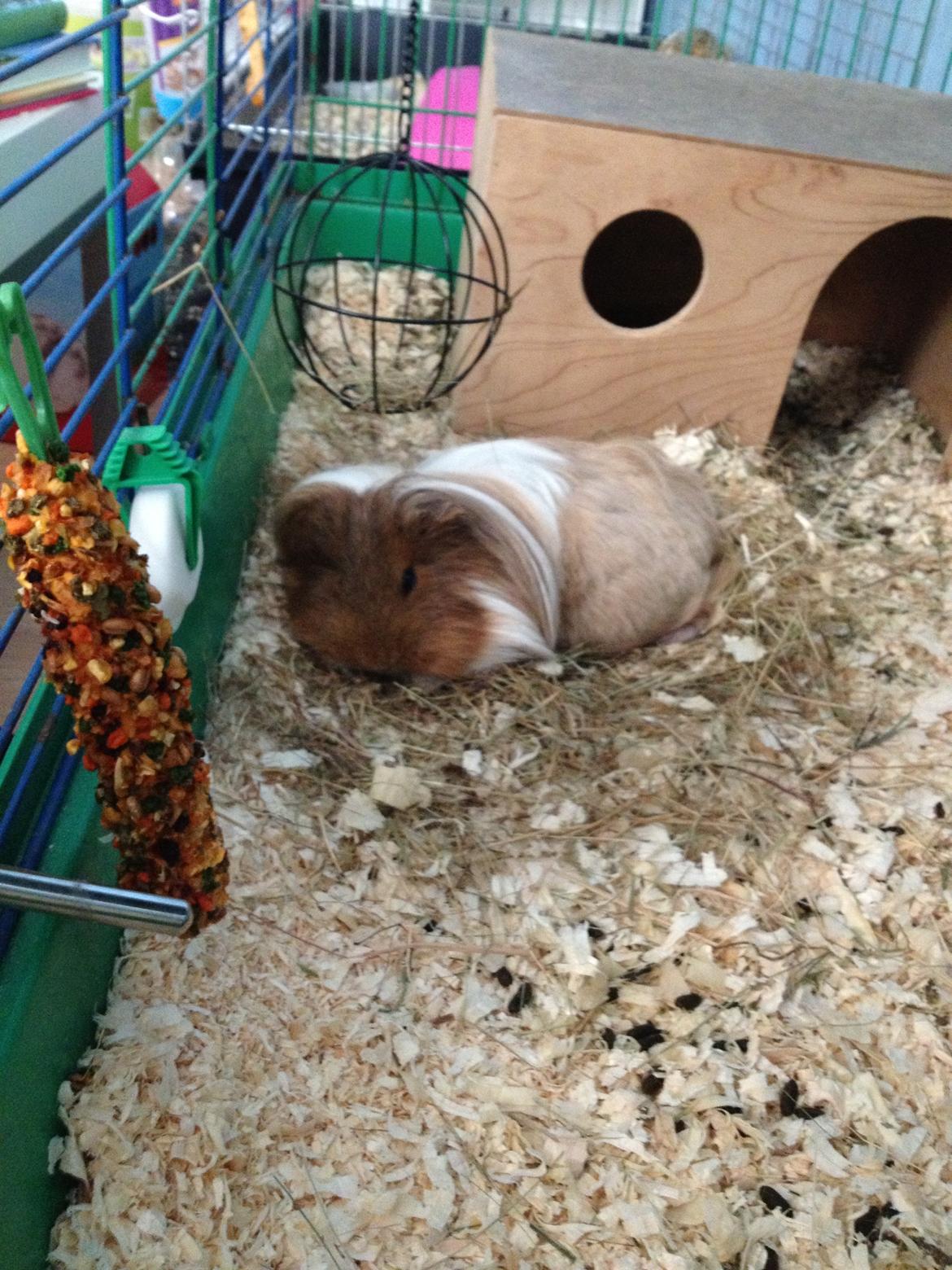 Marsvin Mille - 6 år billede 21