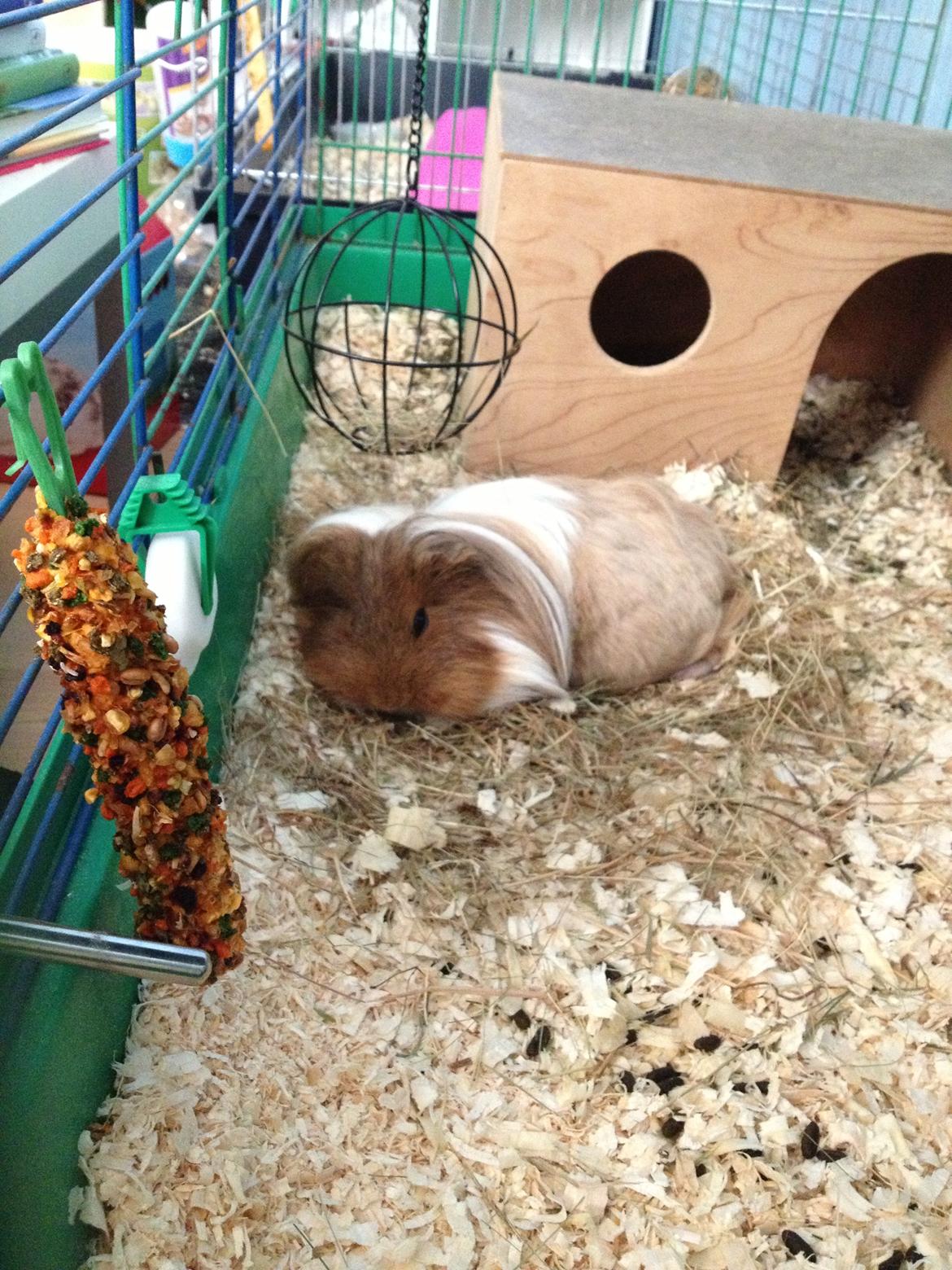 Marsvin Mille billede 22