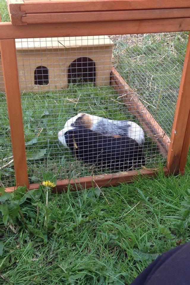 Marsvin Koreskas SHINY KAHLI  - khali sammen med hunnen Diamant billede 9