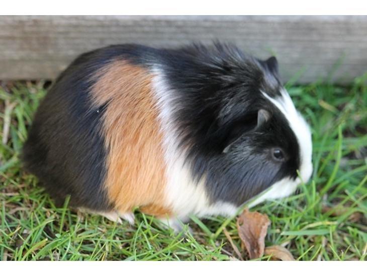 Marsvin Koreskas SHINY KAHLI  billede 2