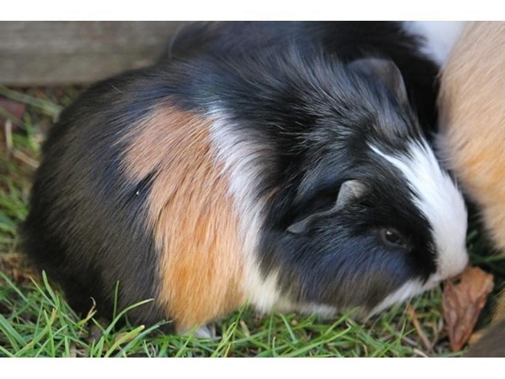 Marsvin Koreskas SHINY KAHLI  billede 3