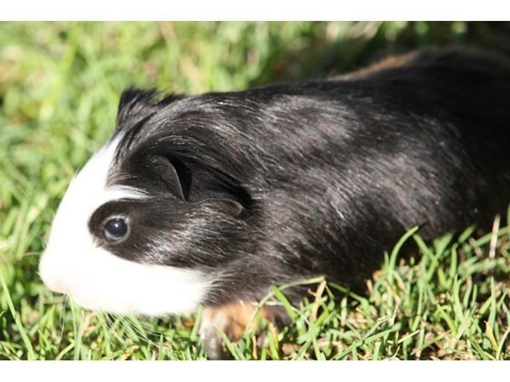 Marsvin Koreskas SHINY KAHLI  billede 5