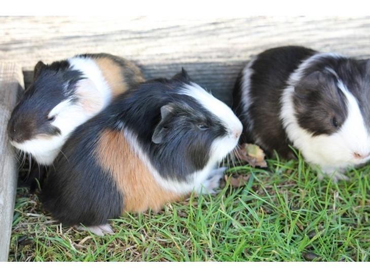 Marsvin Koreskas SHINY KAHLI  billede 4