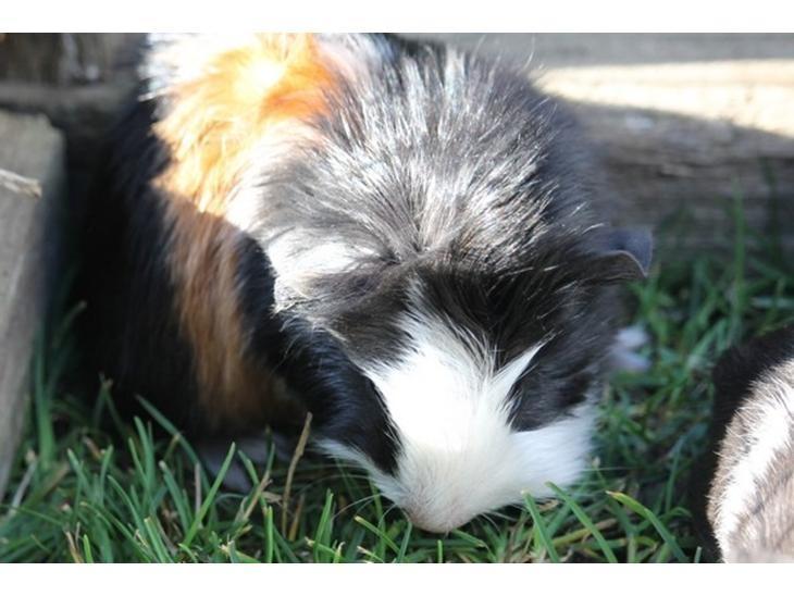 Marsvin Koreskas SHINY KAHLI  billede 6