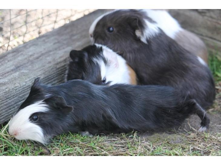 Marsvin Koreskas SHINY KAHLI  billede 7