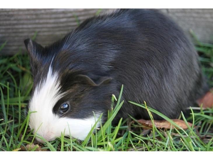 Marsvin Koreskas SHINY KAHLI  billede 8