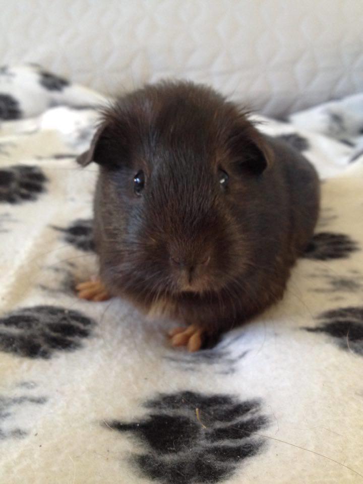 Marsvin Solstråle,s lulu billede 12