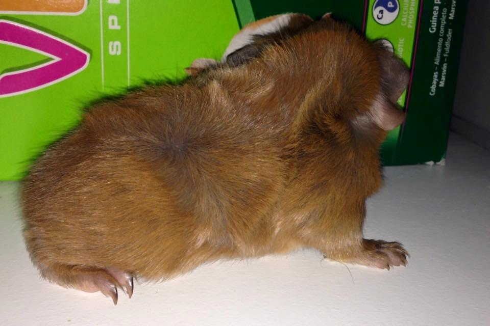 Marsvin Solstråle,s Felix billede 5