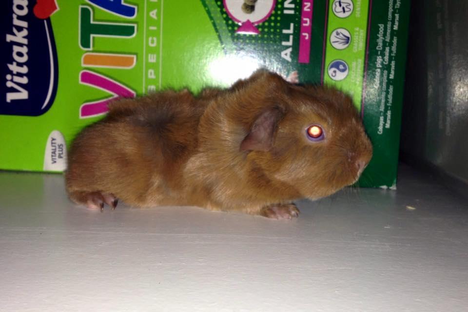 Marsvin Solstråle,s Felix billede 6