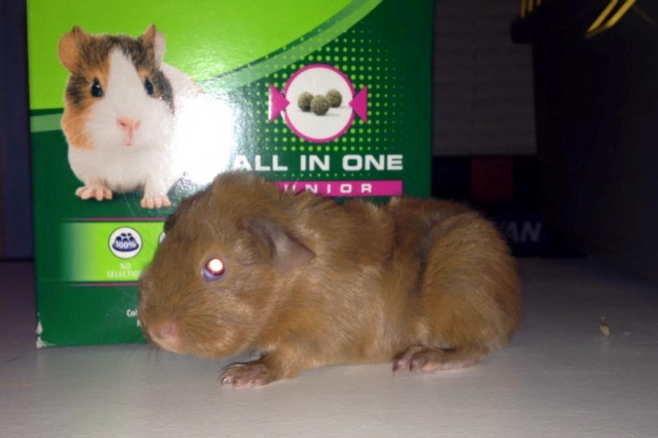 Marsvin Solstråle,s Felix billede 7