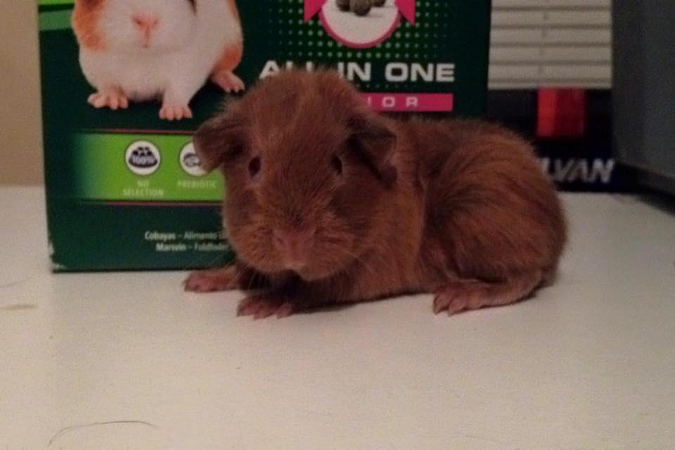 Marsvin Solstråle,s Felix billede 1