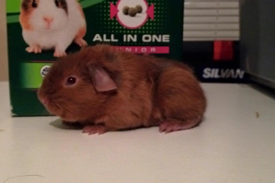 Marsvin Solstråle,s Felix billede 2