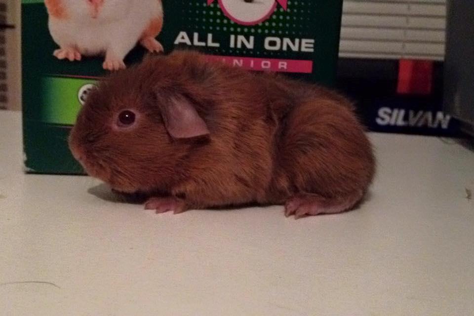 Marsvin Solstråle,s Felix billede 3