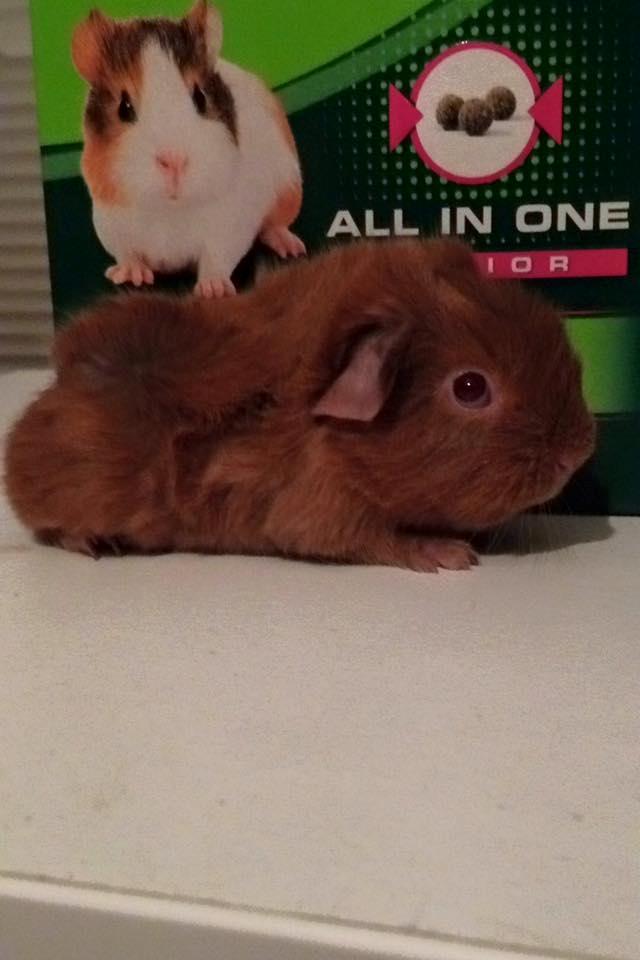 Marsvin Solstråle,s Felix billede 4