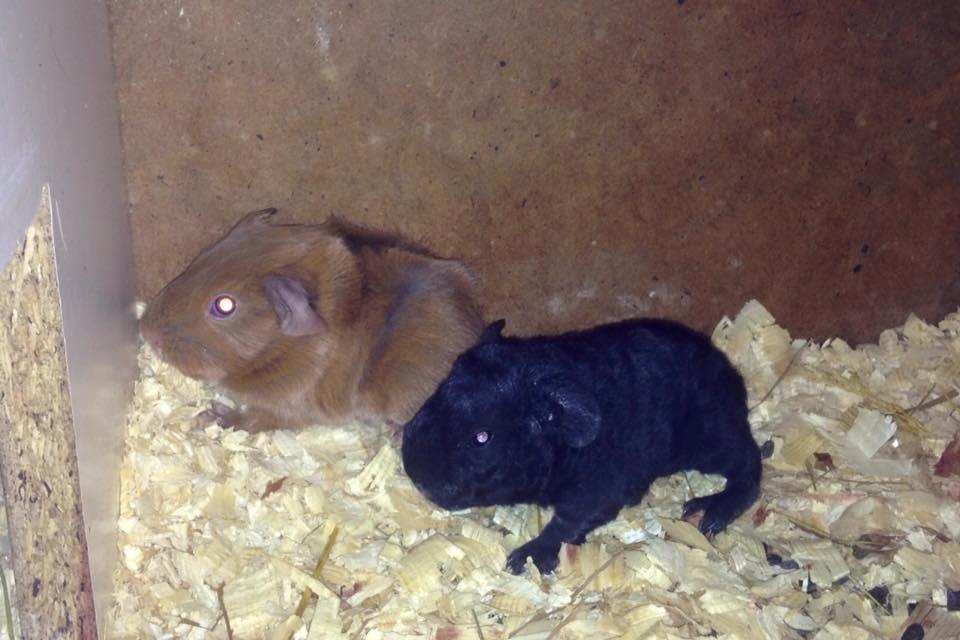 Marsvin Solstråle,s Felix billede 8