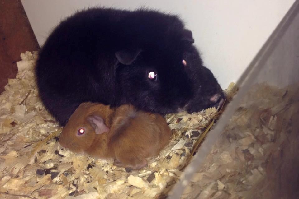 Marsvin Solstråle,s Felix billede 9